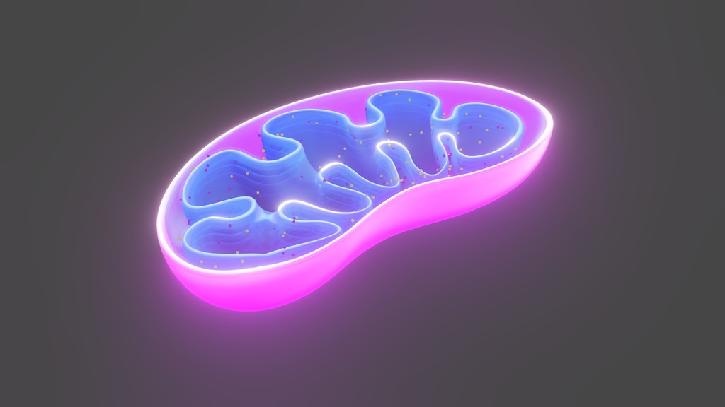 Mitochondrial1